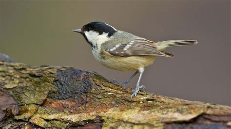 coal tit facts cole tit